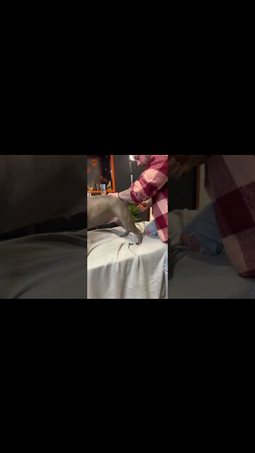 Dog Chiropractor adjust spine to American Staffordshire Terrier