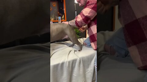 Dog Chiropractor adjust spine to American Staffordshire Terrier