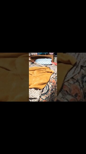 “Do you really let your dog sleep in the bed with you??” My dog: #shorts