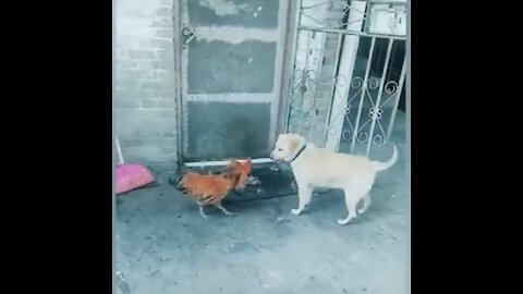 Dogs Vs Chickens!