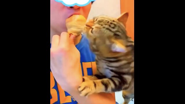 2023's Best Funny Cat & Dog Moments! 🤣😺🐶 #CuteComedy #cutecat #cutedog #funnyanimals