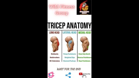 🔥Triceps anatomy🔥#shorts🔥#viralshorts🔥#fitnessshorts🔥#wildfitnessgroup🔥