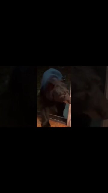 When Putin meets a bear