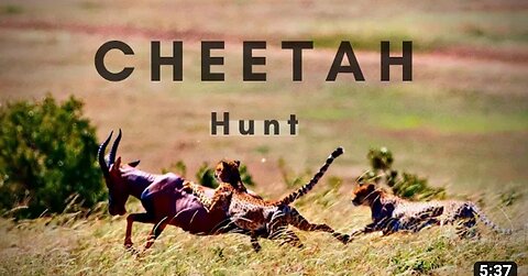 Top 10 cheetah runner