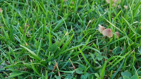 Liberty Caps??