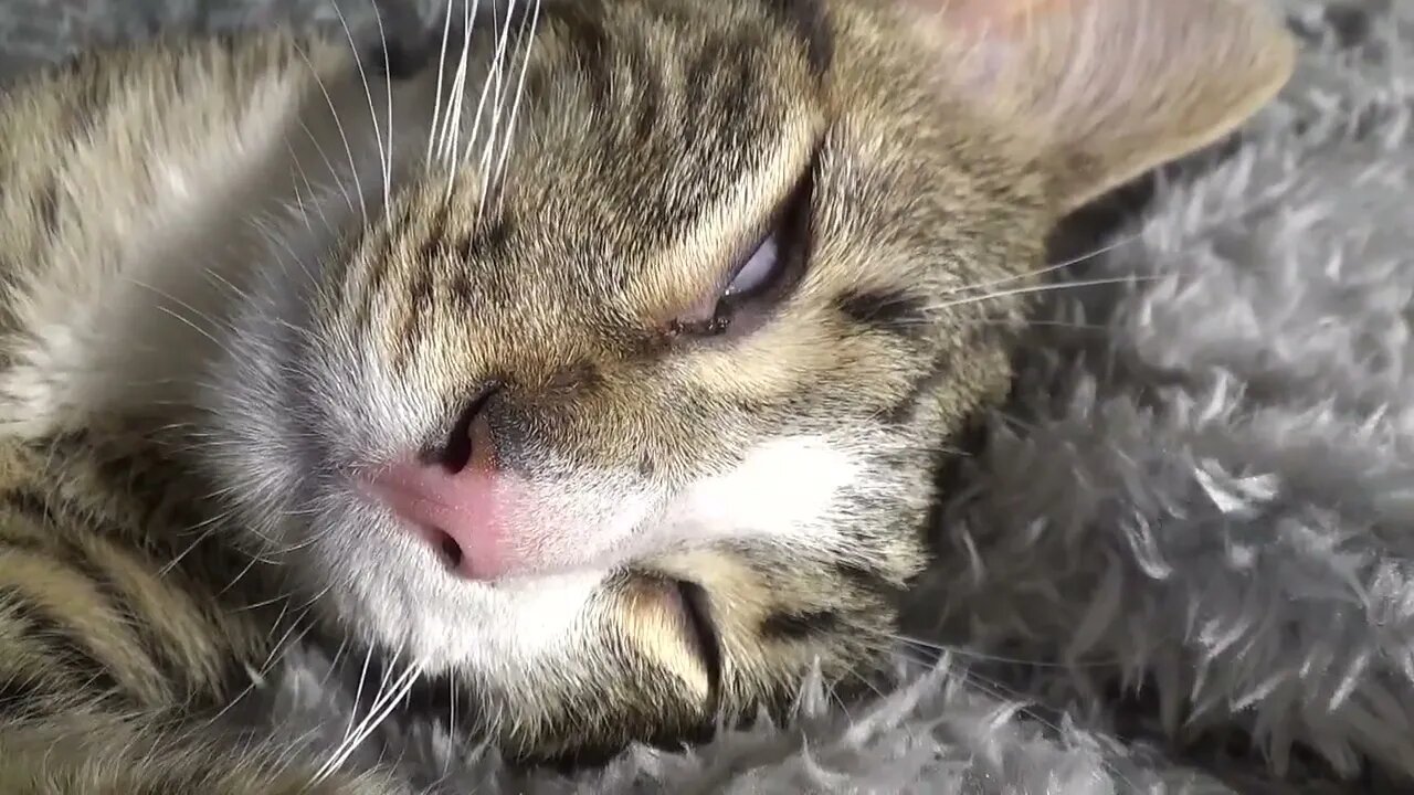 Tiny Cat Dreams and Moves His Whiskers