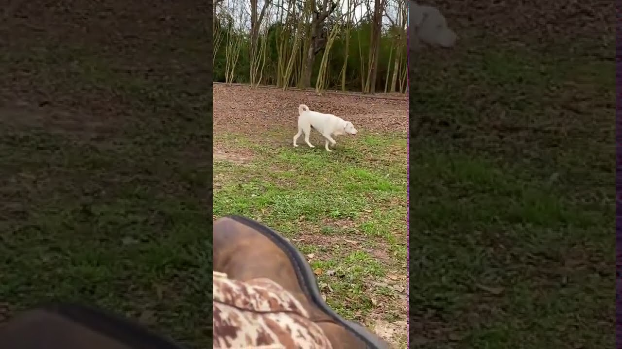 Blind doggo suddenly smells her owner