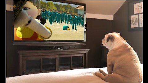 Dog's Incredible Reaction When Watching Movie Squid Game