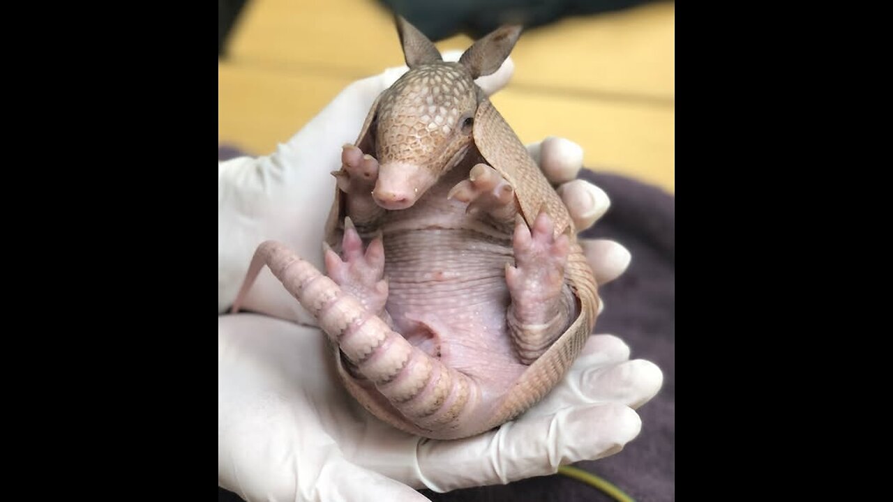 Most beautiful Armadillos in the world 2025