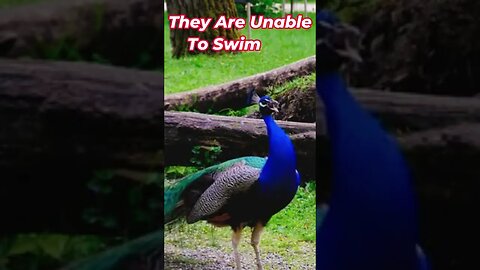 Peacock Sounds And Facts #Shorts 📢