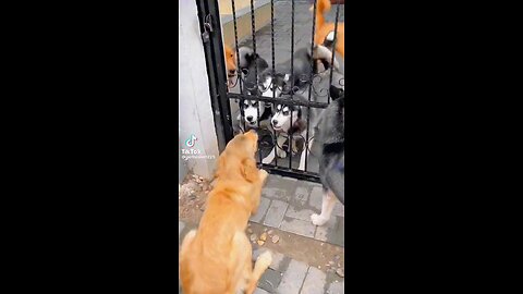 poor husky