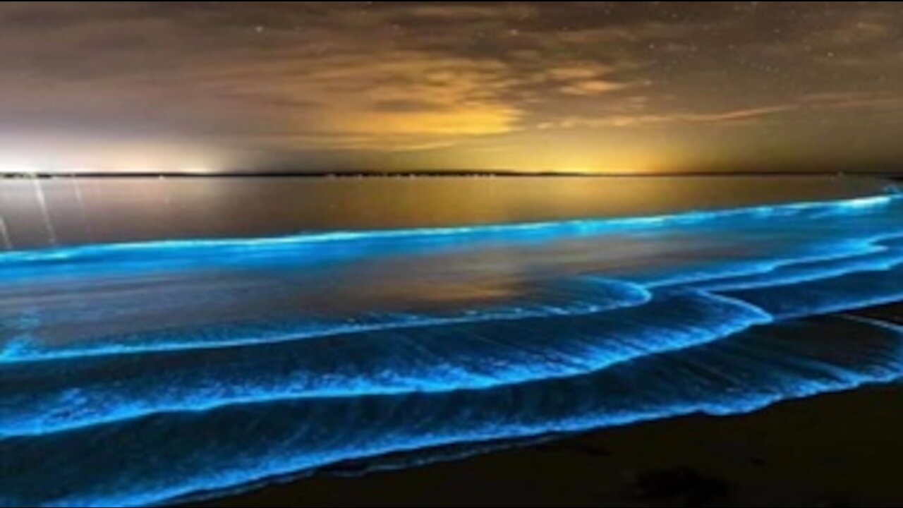 Amazing bioluminescence in Venice Beach _ California _Have you ever seen anything like this