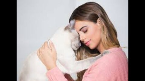 🐈 Most loyal cats - TOP 10 most loyal cat breeds in the world