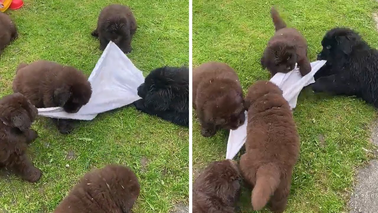 Newfoundland puppies adorably play game of tug-of-war #Shorts