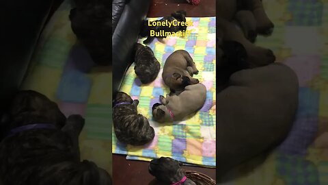 Adorable, baby puppies LonelyCreek Bullmastiffs, #CutePuppy #Bullmastiff #BullmastiffPuppy #Adorable