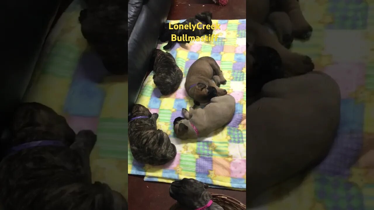 Adorable, baby puppies LonelyCreek Bullmastiffs, #CutePuppy #Bullmastiff #BullmastiffPuppy #Adorable