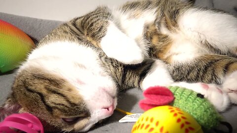 I Purr When I'm Happy