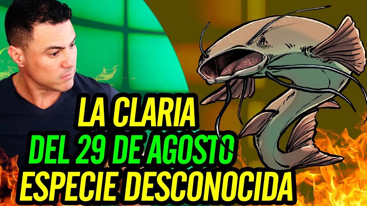 🐡 La Claria del 29 de Agosto. Especie desconocida 🐠