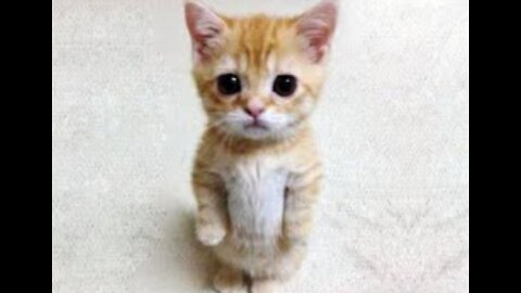 OMG very cute cats 2021 ❤️❤️❤️