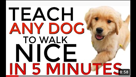 Teach ANY dog to walk nice on the leash - 5 MINUTE DOG TRAINING RESULTS