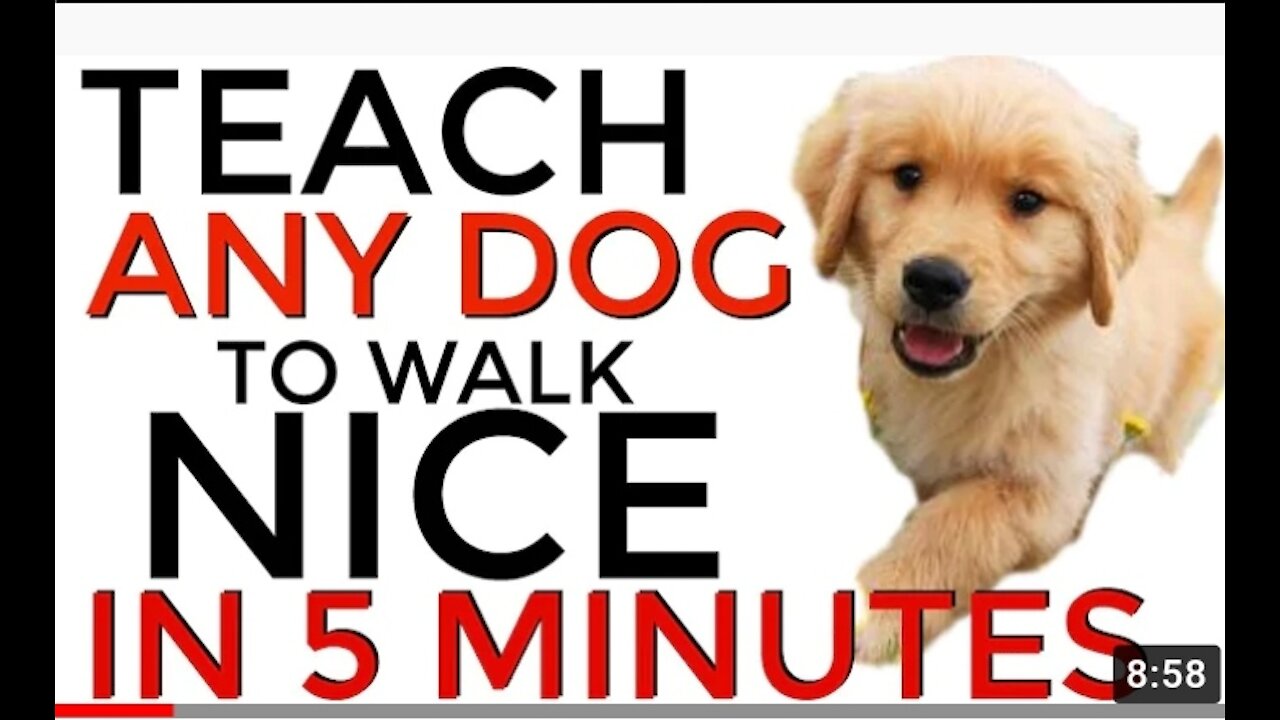 Teach ANY dog to walk nice on the leash - 5 MINUTE DOG TRAINING RESULTS