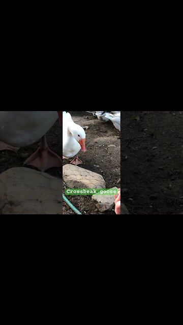 Hand feeding pet goose (gander) #crossbeak #geese #pilgrimgeese #freerange