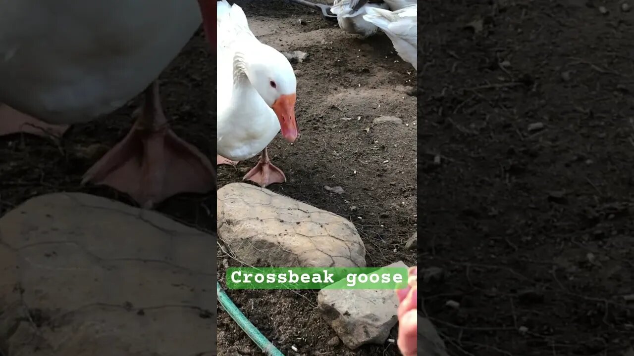Hand feeding pet goose (gander) #crossbeak #geese #pilgrimgeese #freerange