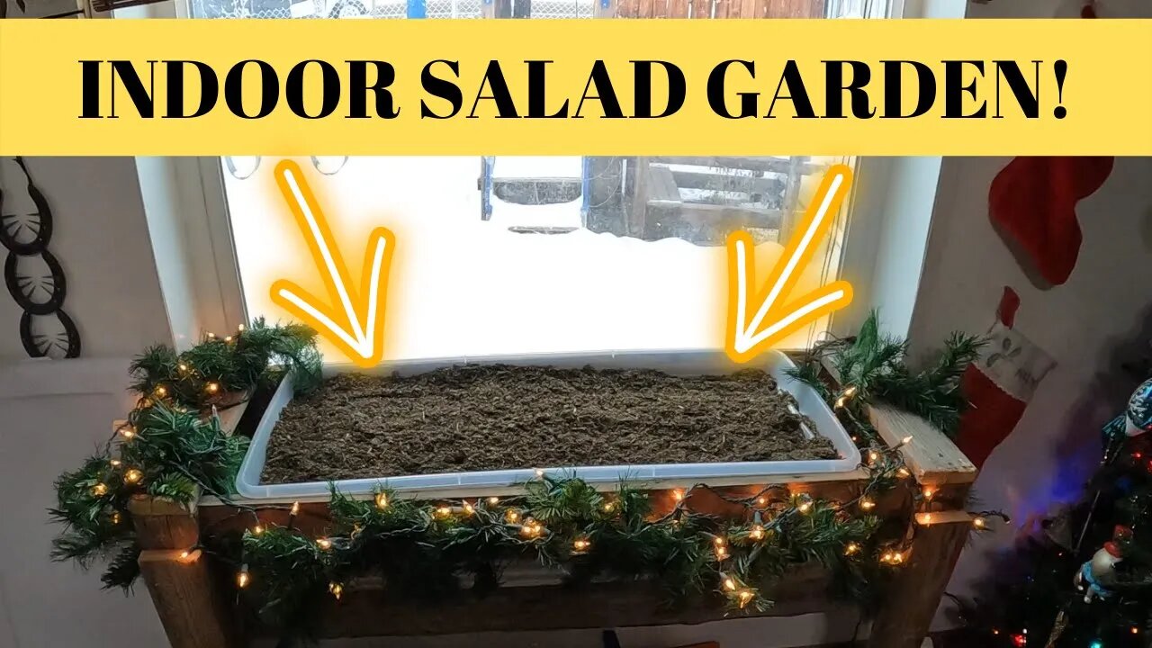 DIY Indoor Salad Garden!