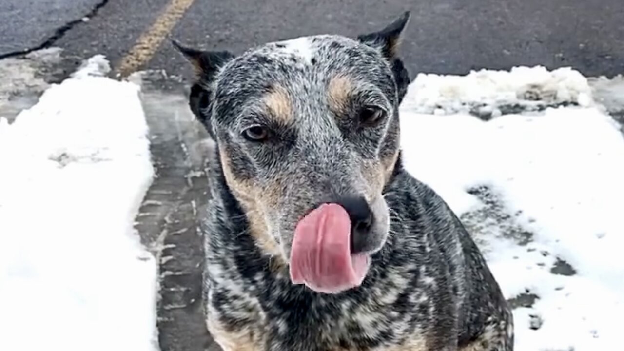 Zippy Blue Heeler Visits Pork Chop John's in Butte Montana!!