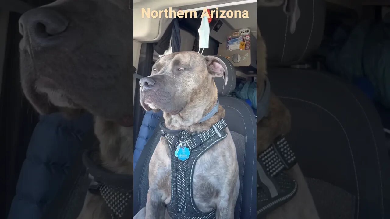 Roadtrip with mom #dog #funnyvideo #travel #pets #cute #redrocks #arizona #arizona #snow #