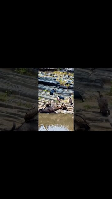 Scavenging Birds Cleaning Up A Buffalo #shorts | #ShortsAfrica