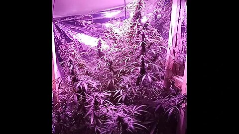 Seedsman Northern Lights Auto Day 77 (Week 11) Day 47 of flower)