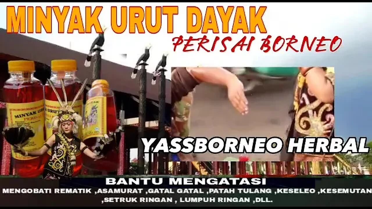 Terlaris Minyak Urut Dayak 100% Asli Akar Kayu Terbaik Kalimantan Rajanya Minyak Urut Indonesia