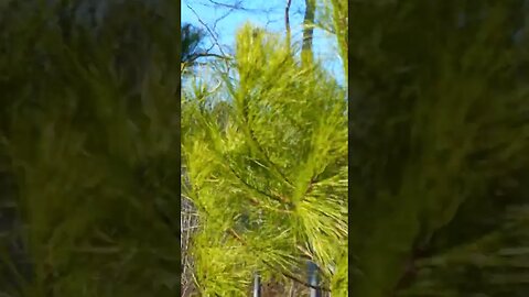 gusty in the north pasture