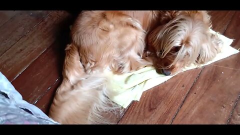 #dogshow , ##animals , #dogs , #shorts