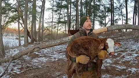 Surprise calf born amidst winter storm!