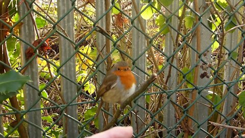 Robin pecks me #short