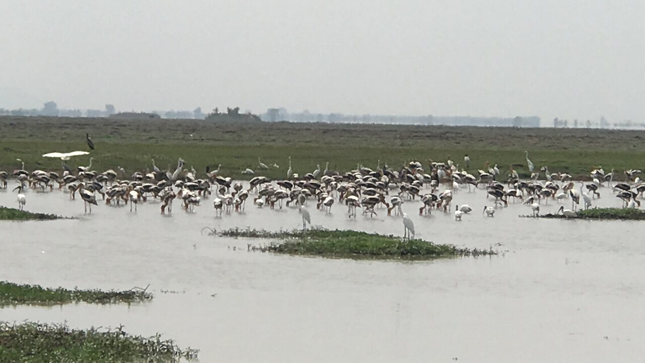 Birds flying and nature