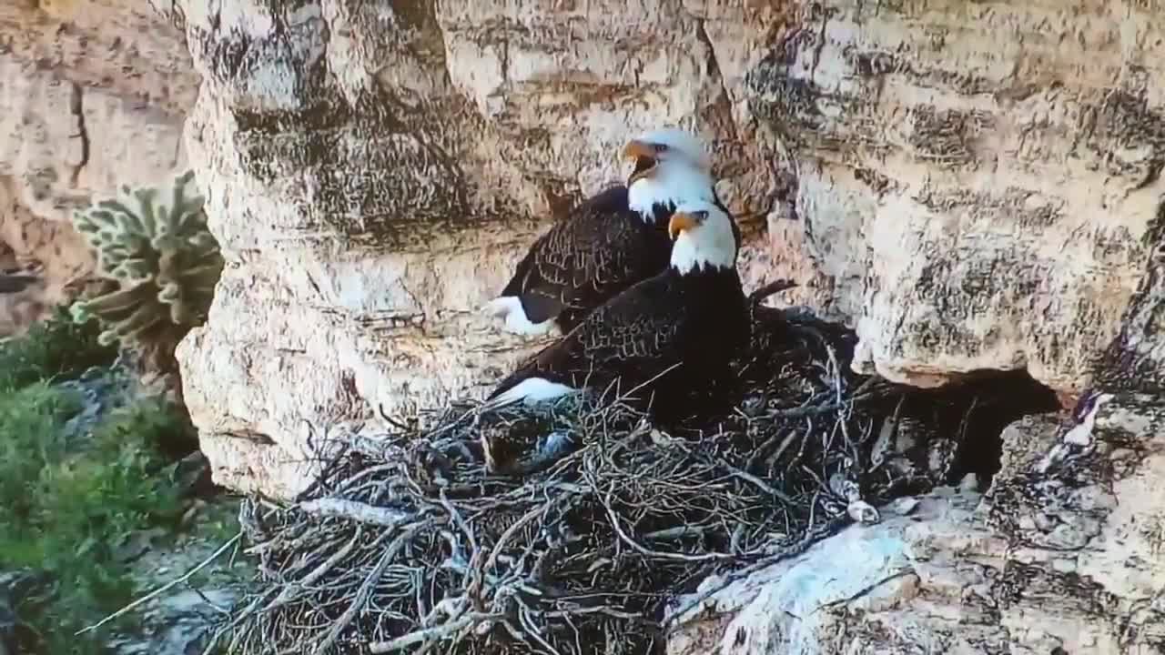 The bald eagle has landed on Arizona livestream