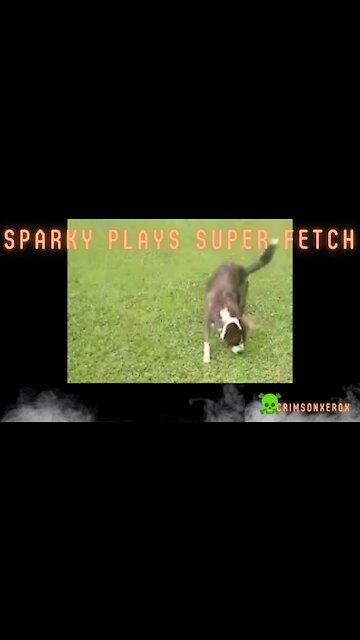 Sparky Plays Super Fetch