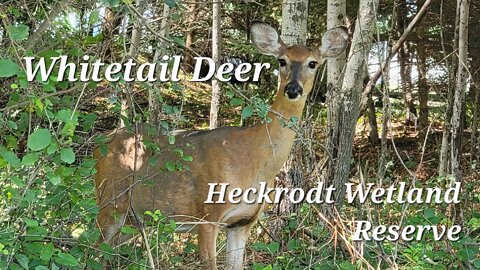 Whitetail Deer at Heckrodt Wetland Reserve