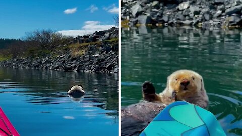 Most relaxed otter ever chills in the harbor