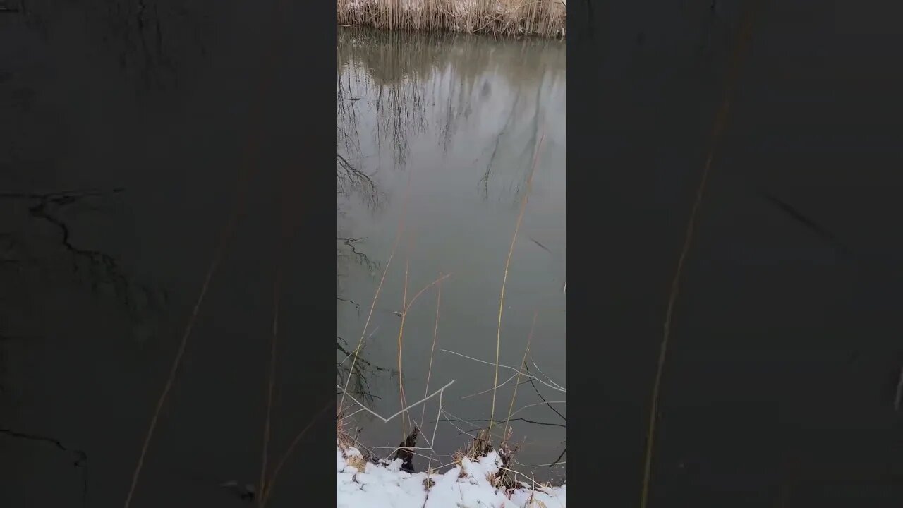 Walk around the pond at the Farm 🌳 🚜