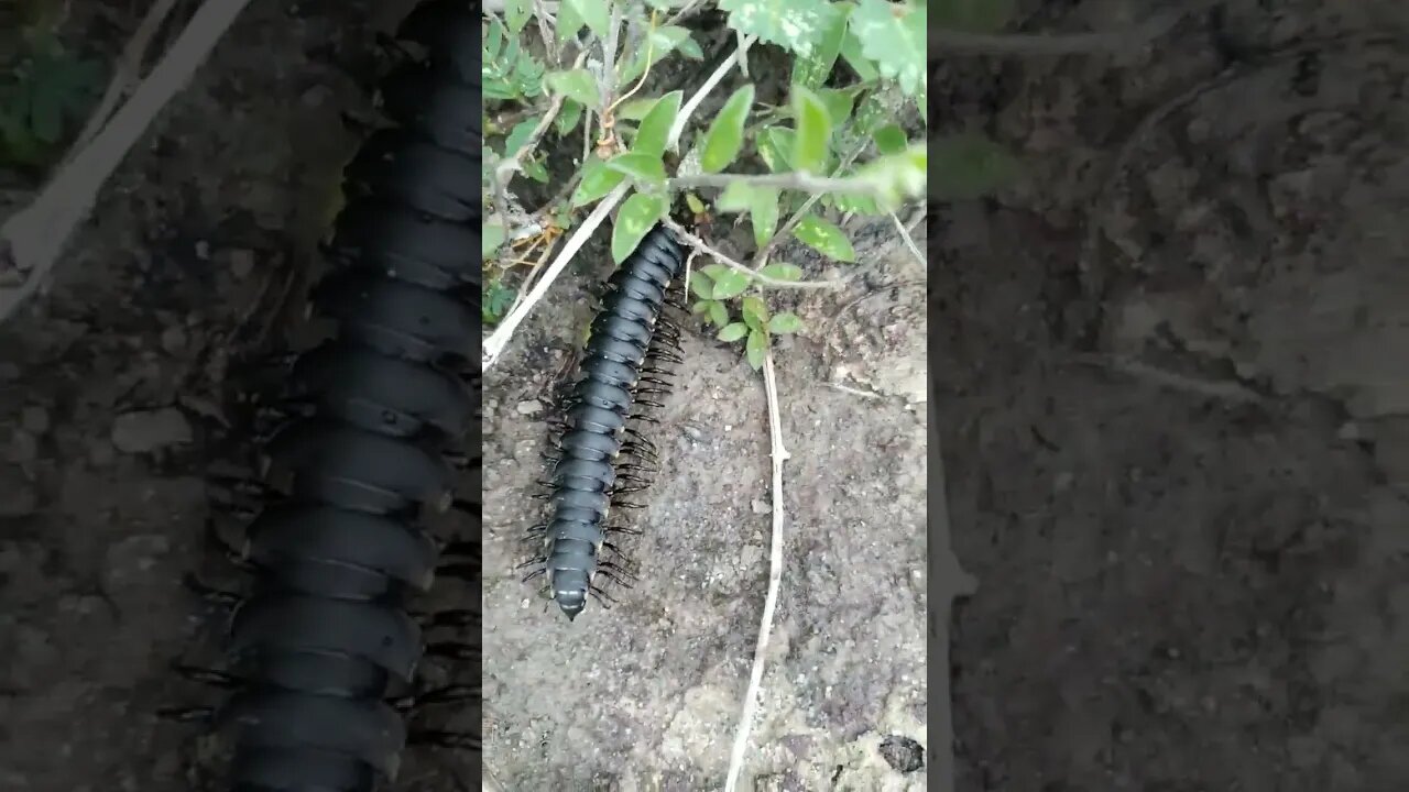 Olha só esse enseto que encontrei aqui, já viu um bicho desse??? #shorts