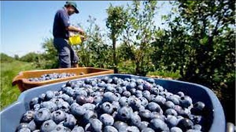 Awesome Fruit Agriculture Technology - Blueberry cultivation - Blueberry Farm and Harvest