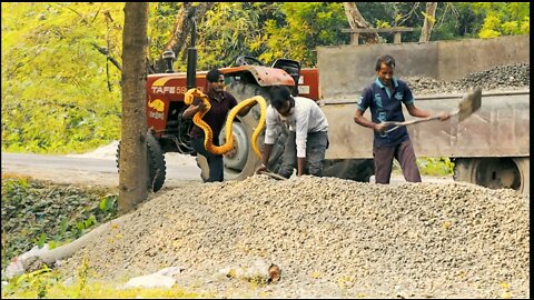 KING KOBRA SNAKE PRANK VIDEO (PART - 2 ) 🐍🐍