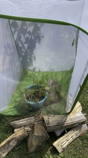 5 Black Swallowtail Cocoons