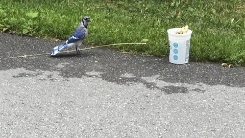 Squirrel chasing everyone away from peanut stash