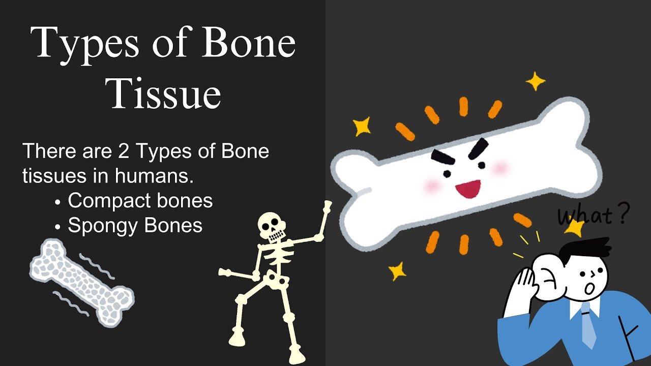 Bone Tissue And Its Types | Compact and Spongy Bone | Novice Medic