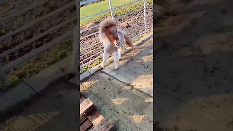 Tiny horses slide down #funnyvideo